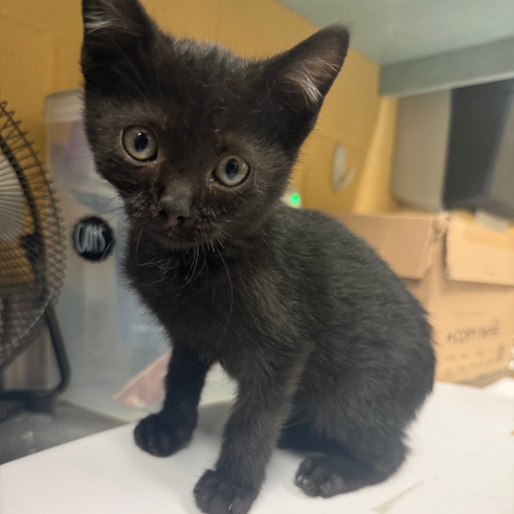 Shelter Stray Male Cat last seen , Memphis, TN 38133