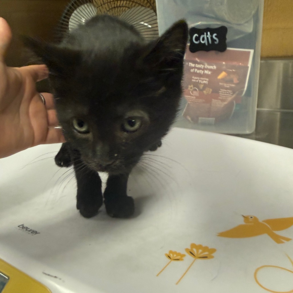 Shelter Stray Female Cat last seen , Memphis, TN 38133