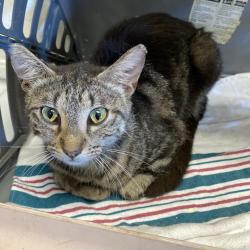 Shelter Stray Female Cat last seen , Memphis, TN 38133
