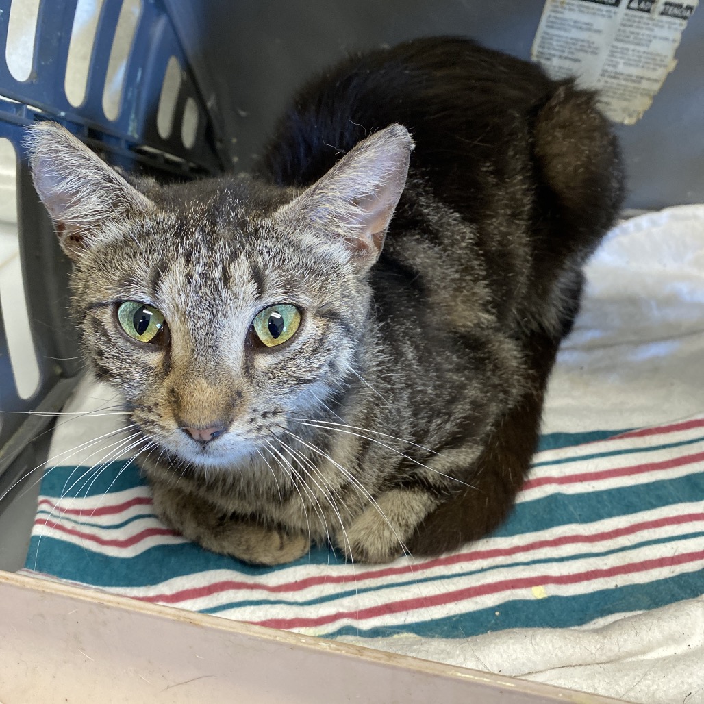 Shelter Stray Female Cat last seen , Memphis, TN 38133