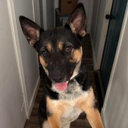 Shelter Stray Male Dog last seen , Asheville, NC 28806