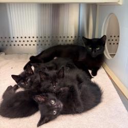 Shelter Stray Unknown Cat last seen , Norman, OK 73072