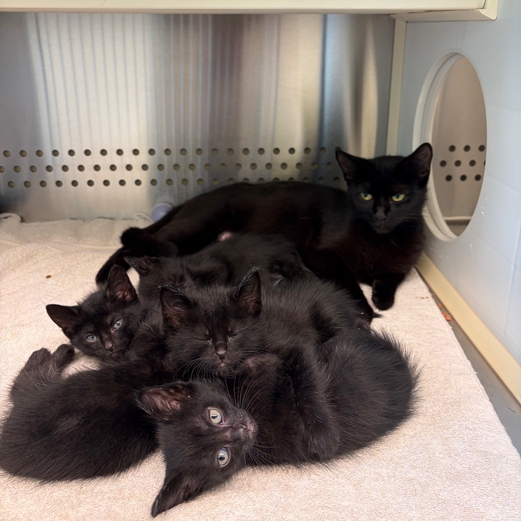 Shelter Stray Female Cat last seen , 3428 S Jenkins Ave, Norman, OK 73072, USA