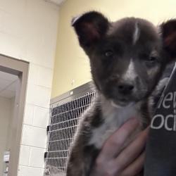 Shelter Stray Male Dog last seen , Asheville, NC 28806