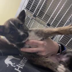 Shelter Stray Male Dog last seen , Asheville, NC 28806
