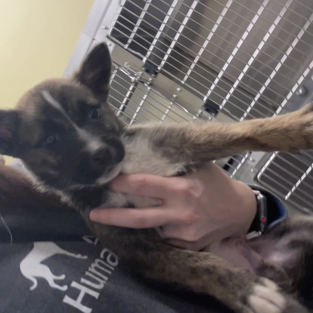 Shelter Stray Male Dog last seen , Asheville, NC 28806