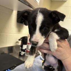 Shelter Stray Female Dog last seen , Asheville, NC 28806