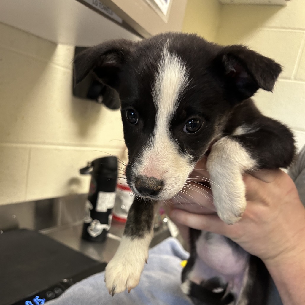 Shelter Stray Female Dog last seen , Asheville, NC 28806