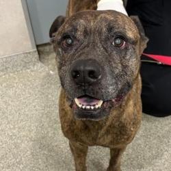 Shelter Stray Male Dog last seen , Jacksonville, FL 32216