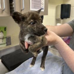 Shelter Stray Female Dog last seen , Asheville, NC 28806