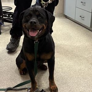 Shelter Stray Female Dog last seen , Jacksonville, FL 32216