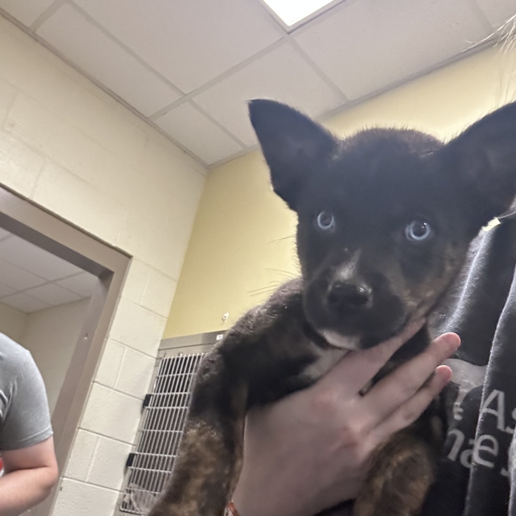 Shelter Stray Male Dog last seen , Asheville, NC 28806