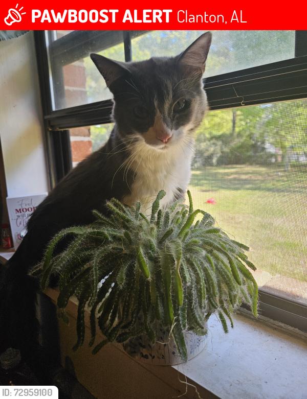 Lost Male Cat last seen Enterprise road/Samaria road , Clanton, AL 35045