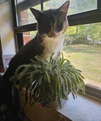Lost Male Cat last seen Enterprise road/Samaria road , Clanton, AL 35045