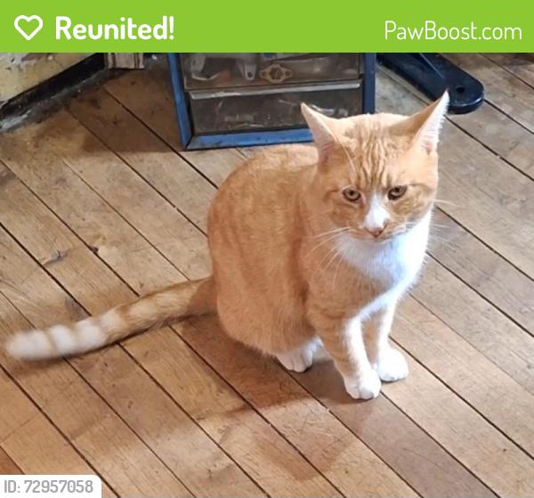 Reunited Male Cat last seen Embreville Rd, Johnson City, TN 37604, USA, Johnson City, TN 37604