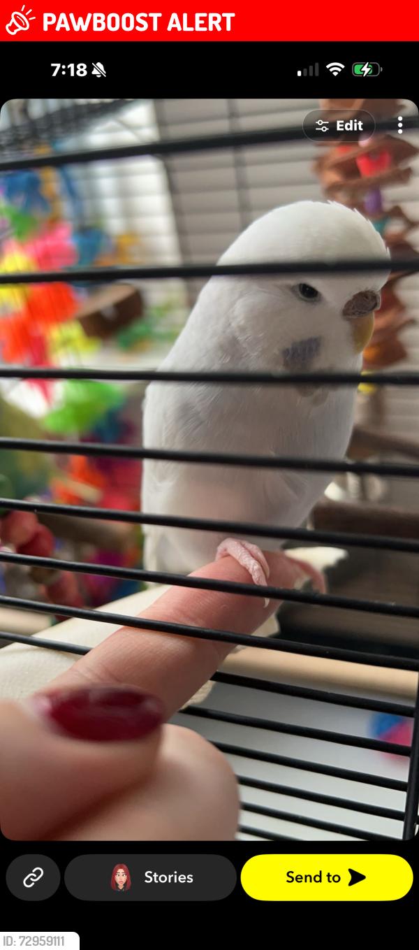 Lost Female Bird last seen Opposite Co-Op, Lincolnshire, England LN2 4FJ