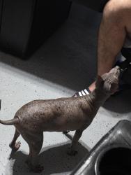 Reunited Female Dog last seen Discovery st, Houston, TX 77084