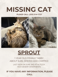 Lost Female Cat last seen Near Cortaderia St NE, Albuquerque, NM 87111, Albuquerque, NM 87111