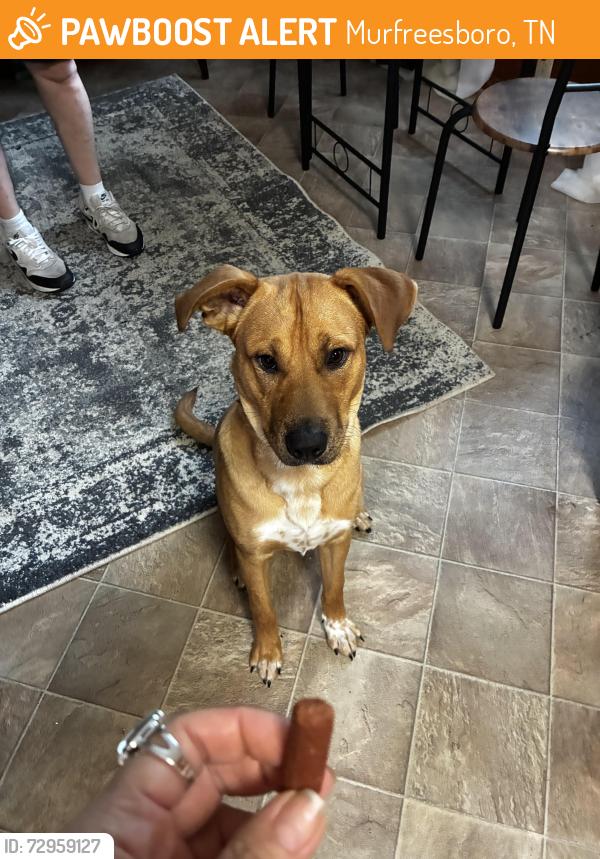 Found/Stray Male Dog last seen Mirfreesboro, Murfreesboro, TN 37129