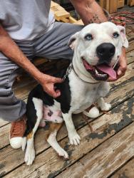 Reunited Male Dog last seen Driskell Ave, Fort Worth, TX 76107