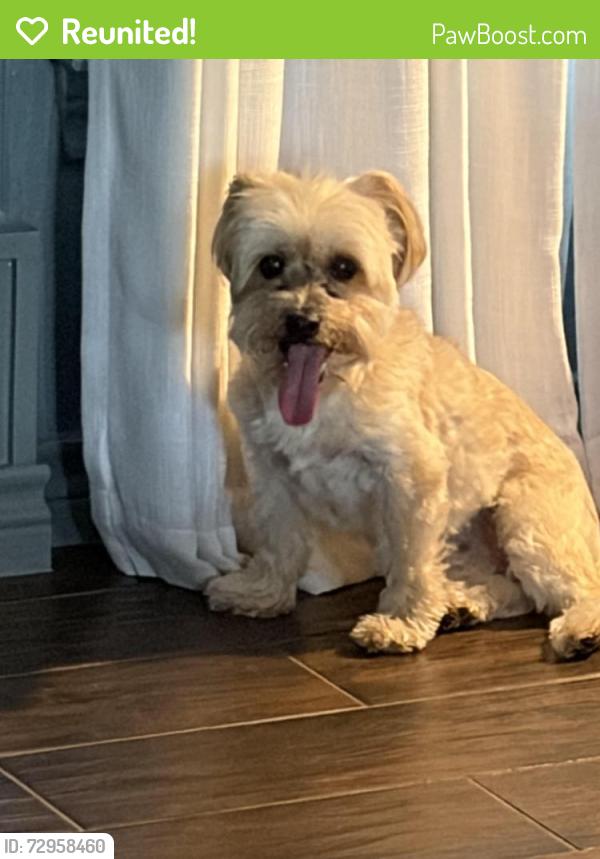Reunited Male Dog last seen Stonepointe and Valley Creek in McKinney, McKinney, TX 75072