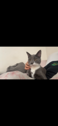 Reunited Male Cat last seen Cook street Holden , Holden, MA 01520
