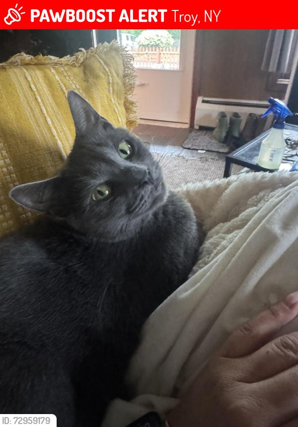 Lost Male Cat last seen Near Humiston Ave , Troy, NY 12182