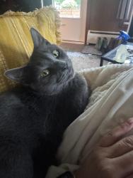 Lost Male Cat last seen Near Humiston Ave , Troy, NY 12182