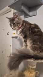 Lost Male Cat last seen Micklem school, Hertfordshire, England HP1 2PY