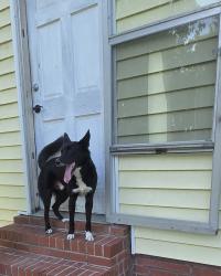 Reunited Male Dog last seen Rosie and joel, Fayetteville, NC 28304