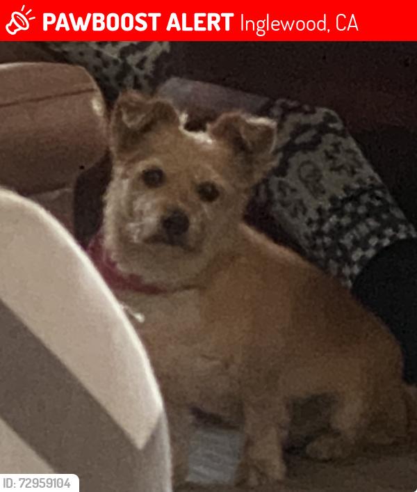 Lost Male Dog last seen Crenshaw , Inglewood, CA 90303
