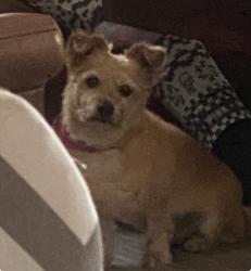 Lost Male Dog last seen Crenshaw , Inglewood, CA 90303