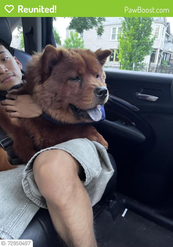 Reunited Male Dog last seen Armitage, North ave , Chicago, IL 60639