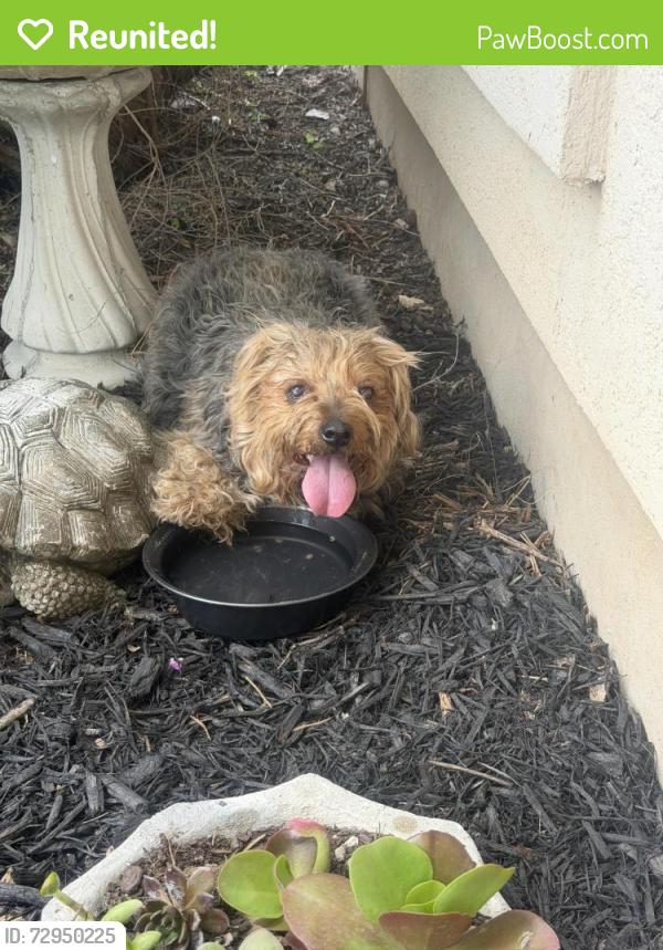 Reunited Male Dog last seen Gallagher Dr., Canyon Lake Texas, Canyon Lake, TX 78133