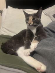 Lost Female Cat last seen Near N Eldridge pkwy, Houston, TX 77041