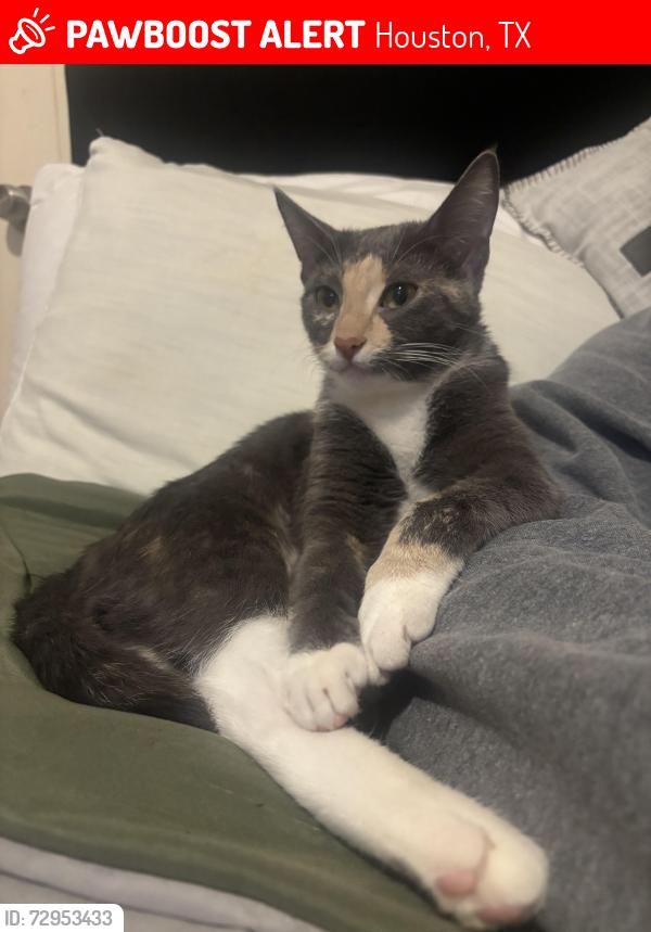 Lost Female Cat last seen Near N Eldridge pkwy, Houston, TX 77041