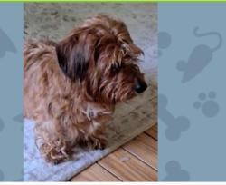 Lost Male Dog last seen Godfrey point , Cleveland, NY 13042