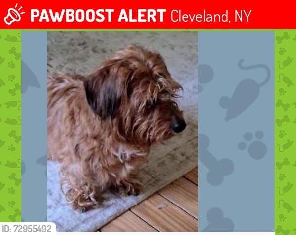 Lost Male Dog last seen Godfrey point , Cleveland, NY 13042