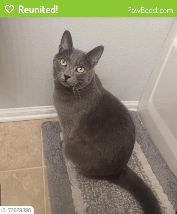Reunited Male Cat last seen Iris and Lasselle , Moreno Valley, CA 92555