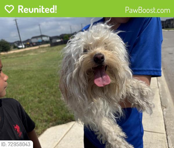 Reunited Female Dog last seen Escalante Run, San Antonio, TX 78261, USA, San Antonio, TX 78261