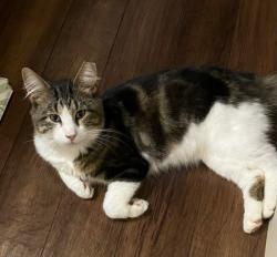 Shelter Stray Male Cat last seen , Portland, IN 47371