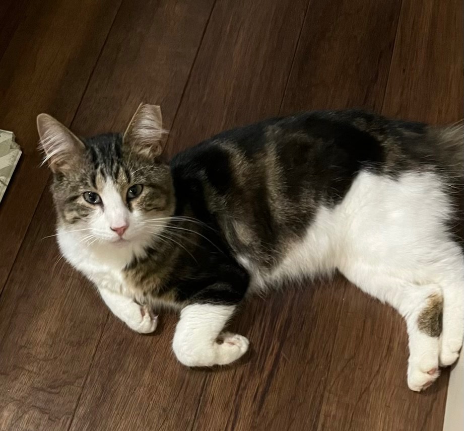 Shelter Stray Male Cat last seen , Portland, IN 47371