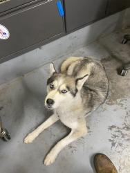 Found/Stray Female Dog last seen lakes road, Monroe, NY 10950