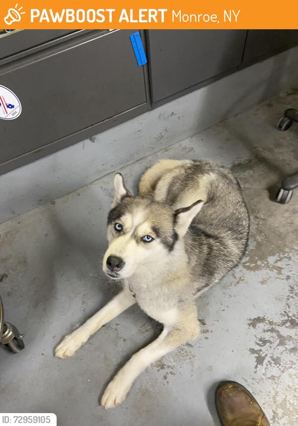 Found/Stray Female Dog last seen lakes road, Monroe, NY 10950