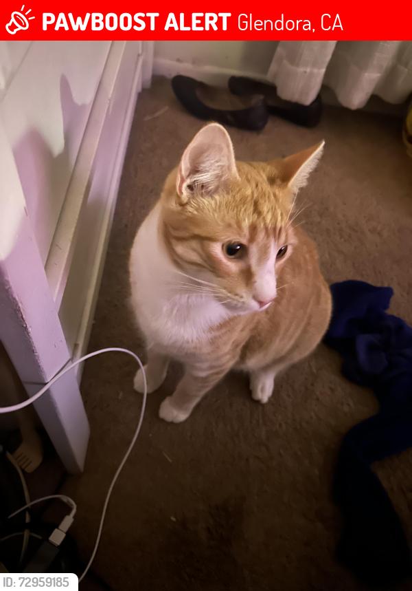 Lost Male Cat last seen Bonnie Cove, Glendora, CA 91740