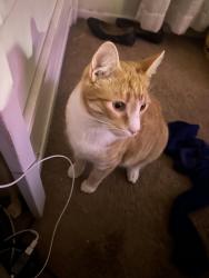 Lost Male Cat last seen Bonnie Cove, Glendora, CA 91740