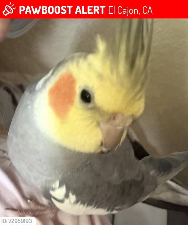 Lost Male Bird last seen Westwind dr Fletcher Hills, El Cajon, CA 92020