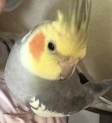 Lost Male Bird last seen Westwind dr Fletcher Hills, El Cajon, CA 92020