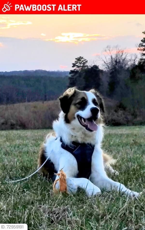 Lost Male Dog last seen Patrick Henry, Charlotte County, VA 24528