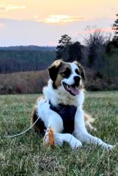 Lost Male Dog last seen Patrick Henry, Charlotte County, VA 24528